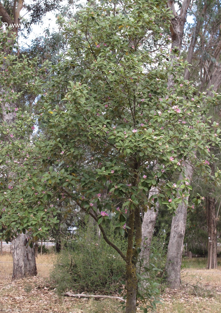 Lagunaria patersonia